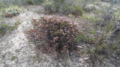 Andersonia caerulea