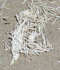 Syringodium filiforme