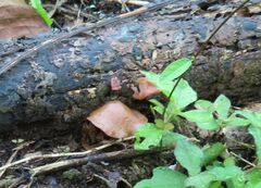 Auricularia subglabra