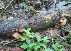 Auricularia subglabra