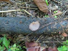 Auricularia subglabra