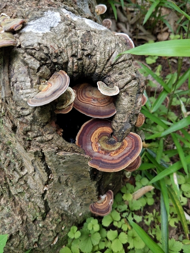 dark-footed tinypore