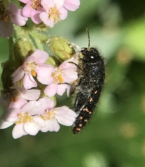 Acmaeodera knowltoni