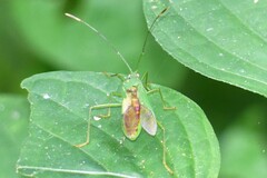 Homoeocerus graminis