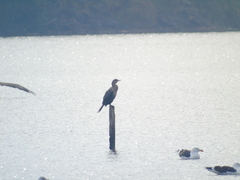 Nannopterum brasilianum brasilianum