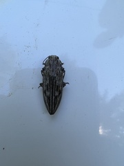 Chalcophora virginiensis