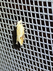 Pseudexentera costomaculana