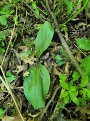 Galearis spectabilis