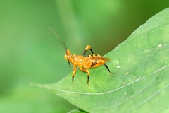 Sphedanolestes xiongi