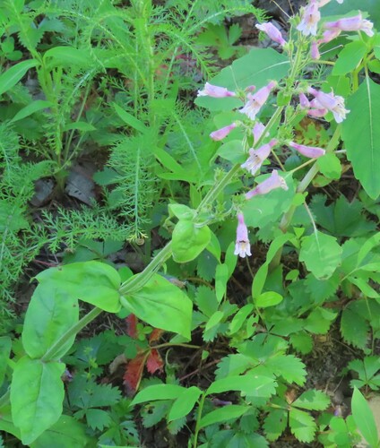 Image of Penstemon canescens by (c) Bruce Slater, some rights reserved (CC BY)