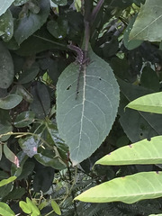Anolis tolimensis