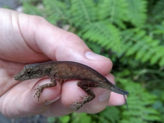 Anolis tolimensis