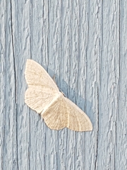 Scopula ternata