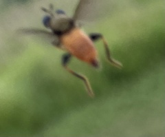 Lampria rubriventris