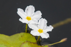 Nymphoides cordata