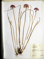 Allium maximowiczii