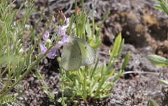 Colias interior