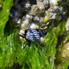 Echinolittorina placida