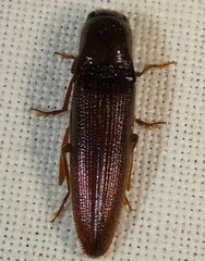 Dicrepidius palmatus
