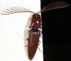 Dicrepidius palmatus