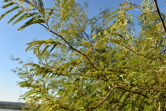 Senegalia praecox