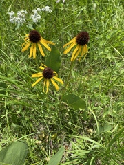 Echinacea paradoxa