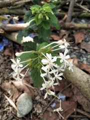 Clerodendrum calamitosum