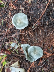 Clitocybe odora pacifica