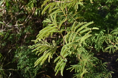 Senegalia praecox