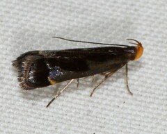 Dichomeris ochripalpella