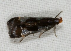 Dichomeris ochripalpella
