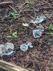 Clitocybe odora pacifica