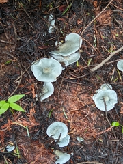 Clitocybe odora pacifica