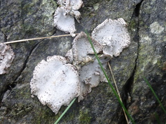 Umbilicaria spodochroa