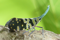 Pyrops viridirostris