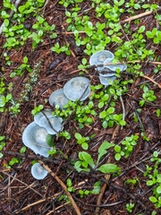 Clitocybe odora pacifica
