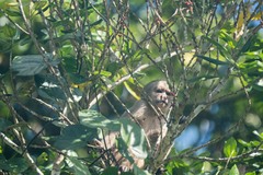 Cebus yuracus