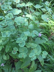 Euphorbia amygdaloides