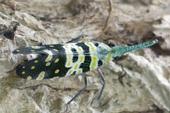 Pyrops viridirostris