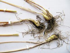 Allium maximowiczii