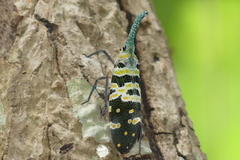 Pyrops viridirostris