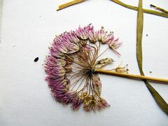 Allium maximowiczii
