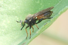 Lampria rubriventris