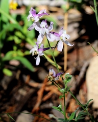 Delphinium hansenii