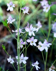Delphinium hansenii