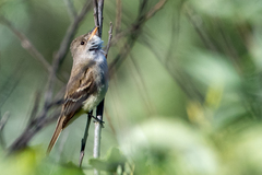Empidonax traillii traillii