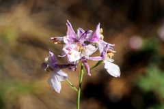 Delphinium hansenii