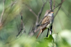Empidonax traillii traillii