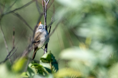 Empidonax traillii traillii