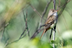 Empidonax traillii traillii